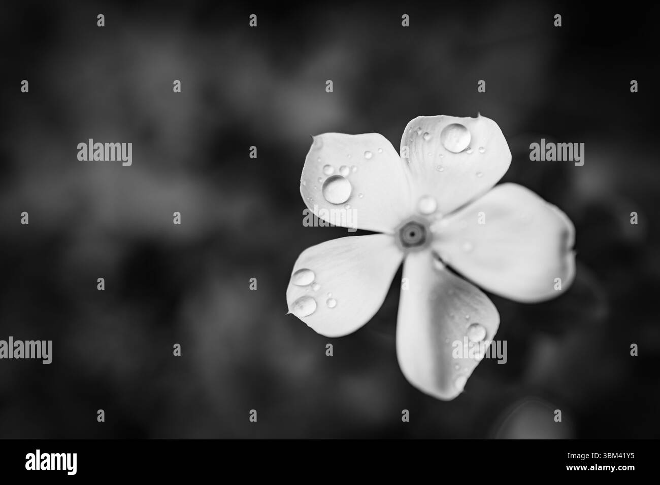 Artistic closeup vinca flowers raindrops, abstract floral macro in black and white, dramatic textures, serene botanical background, fine art nature Stock Photo