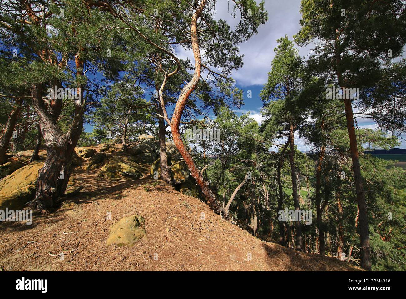 Wooded Ridges Curved pine trunks rising along a steep, rocky woodland ridge with ...