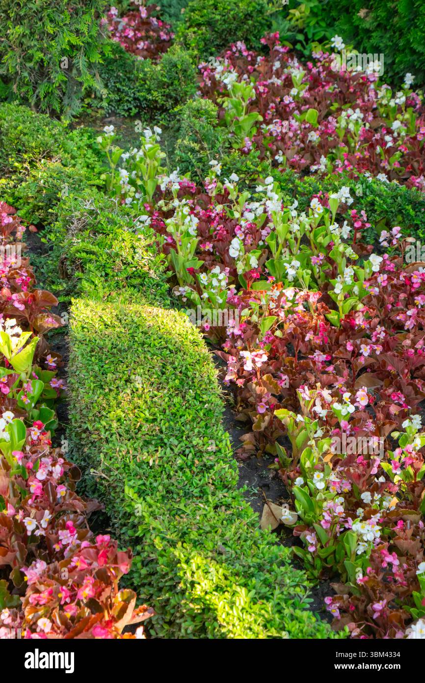 Colorful flowers in various shades bloom in a neatly arranged garden ...
