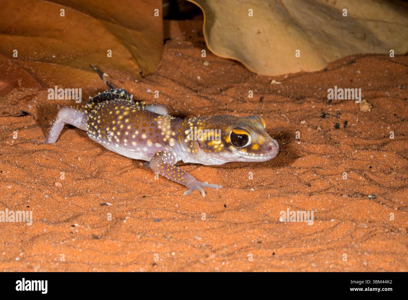 Israeli sand gecko. Stock Photo