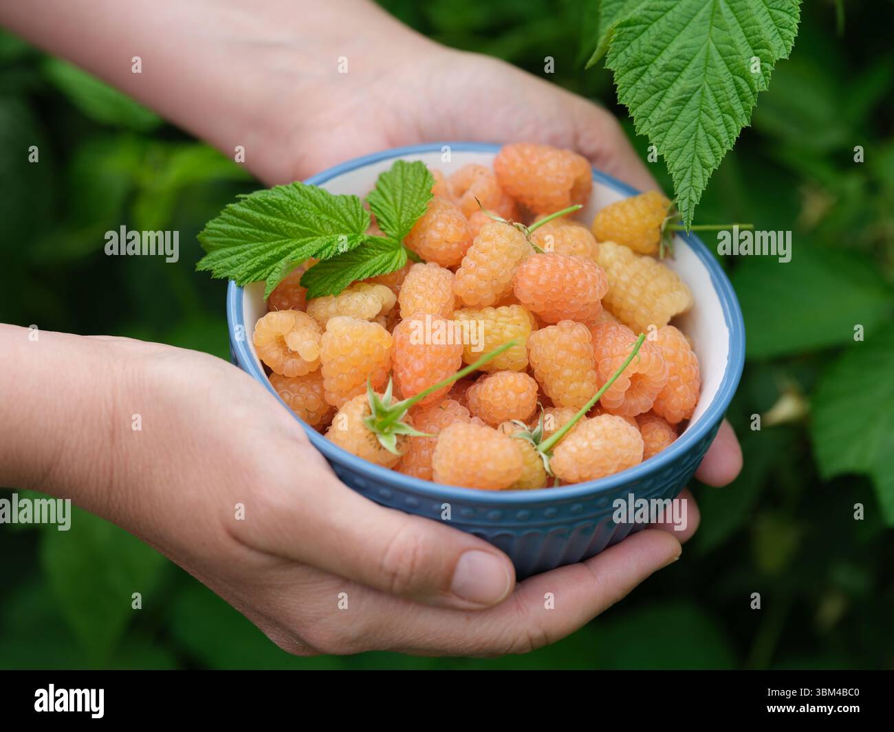 A woman holding a bowl with yellow raspberries in it in her hands above ...
