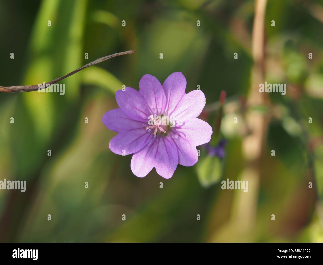 Isolated close-up of the blossom of a mountain cranesbill (geranium pyrenaicum) or hedgerow cranesbill. Bonn, Germany Stock Photo