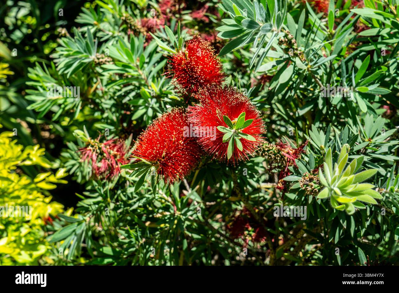Bright red bottlebrush flowers (Callistemon citrinus) in full bloom on a dense shrub with green foliage, Madeira Island, Portugal. Stock Photo