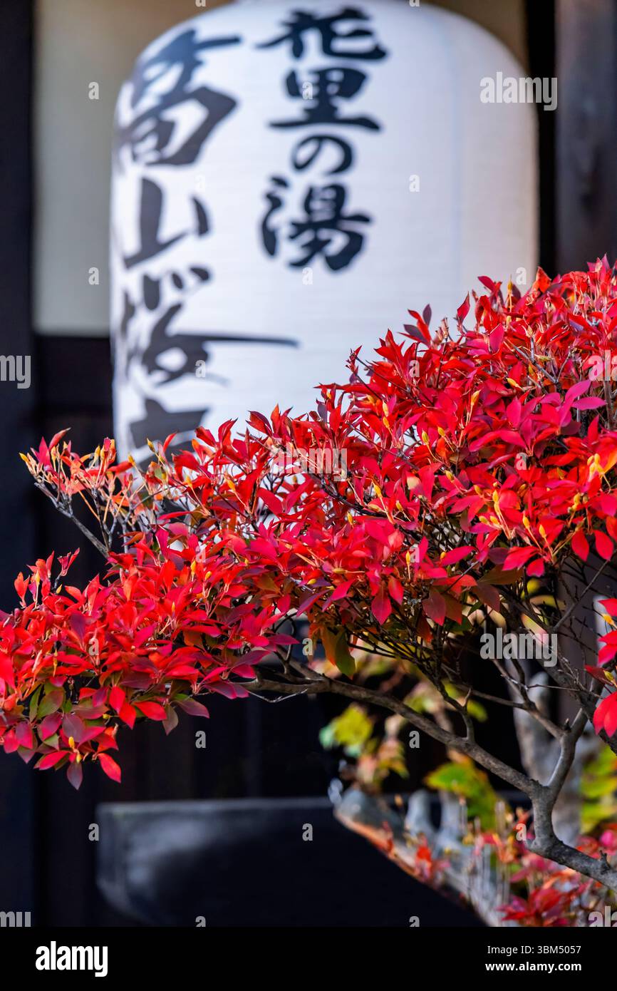 Red foliage of an azalea bush, Takayama, Japan Stock Photo