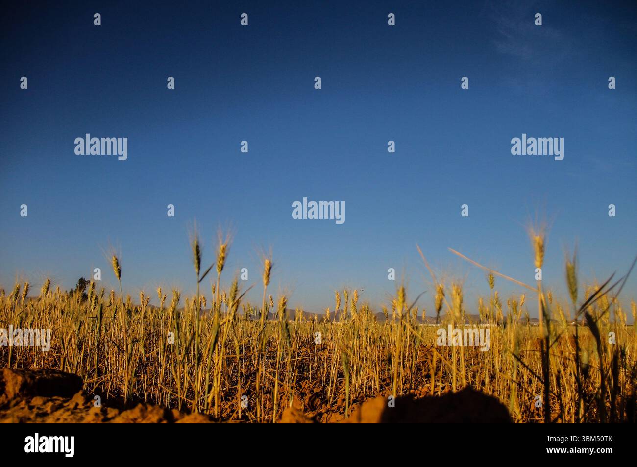 Cultivo de maiz hi-res stock photography and images - Alamy