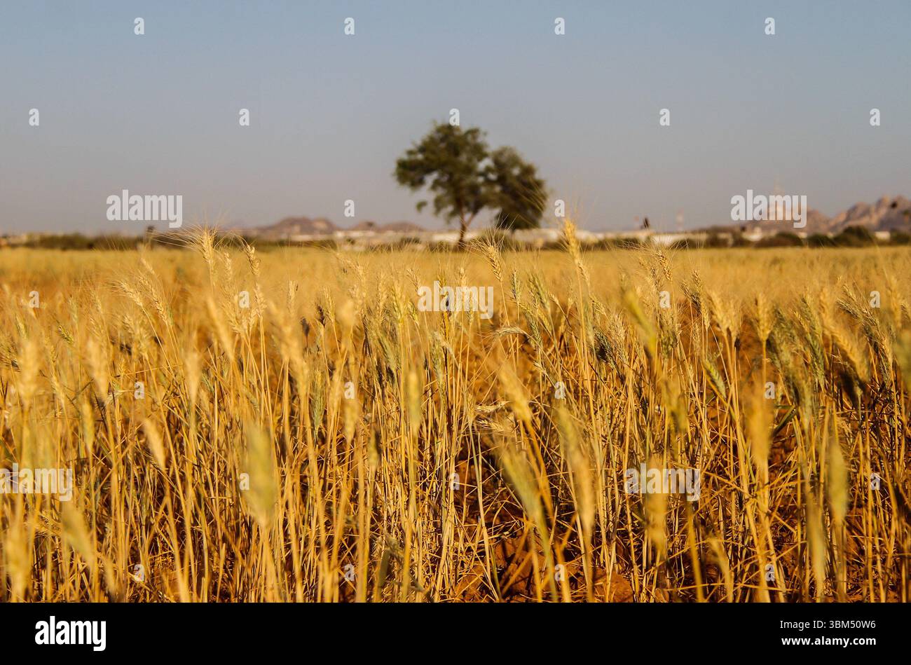 Cultivo de maiz hi-res stock photography and images - Alamy