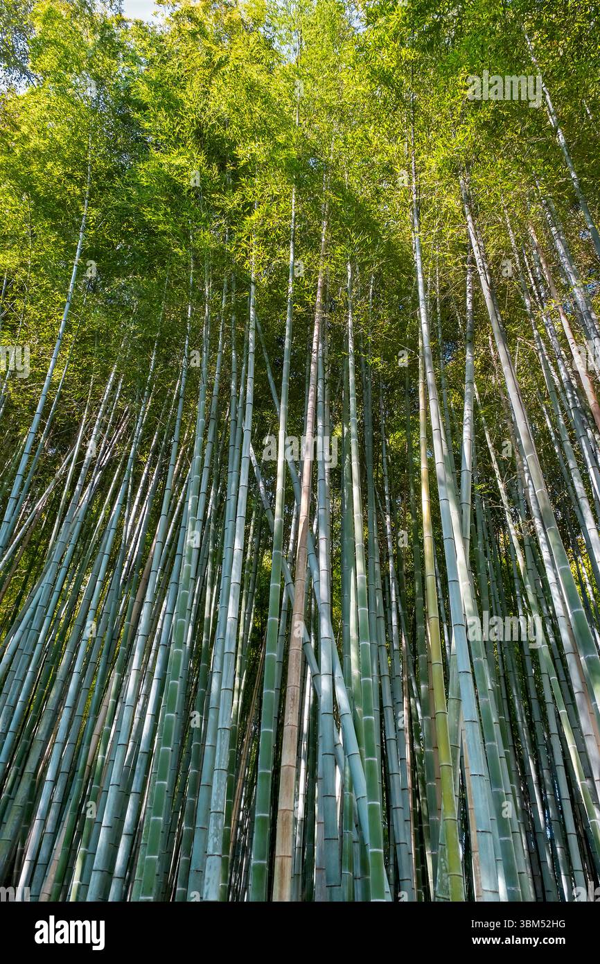 sagano-bamboo-forest-arashiyama-kyoto-japan-stock-photo-alamy