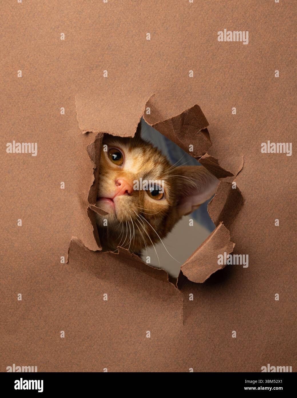 Curious orange tabby peeking through torn paper Stock Photo