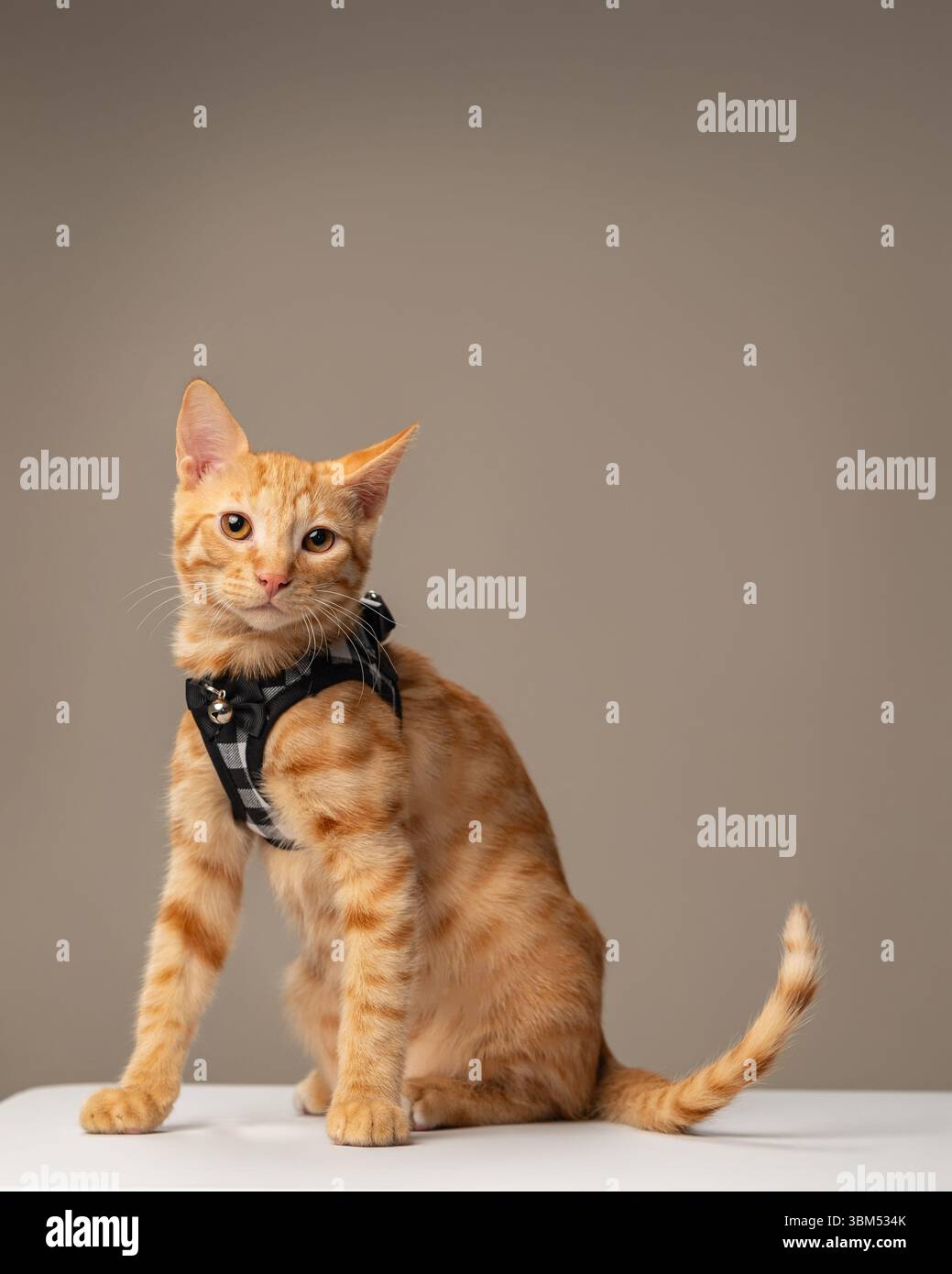 Orange tabby cat sitting white hi-res stock photography and images - Alamy