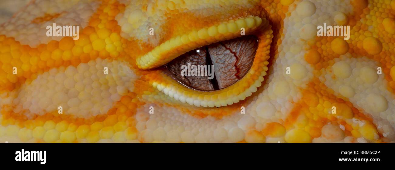 Leopard gecko (Albino). Stock Photo