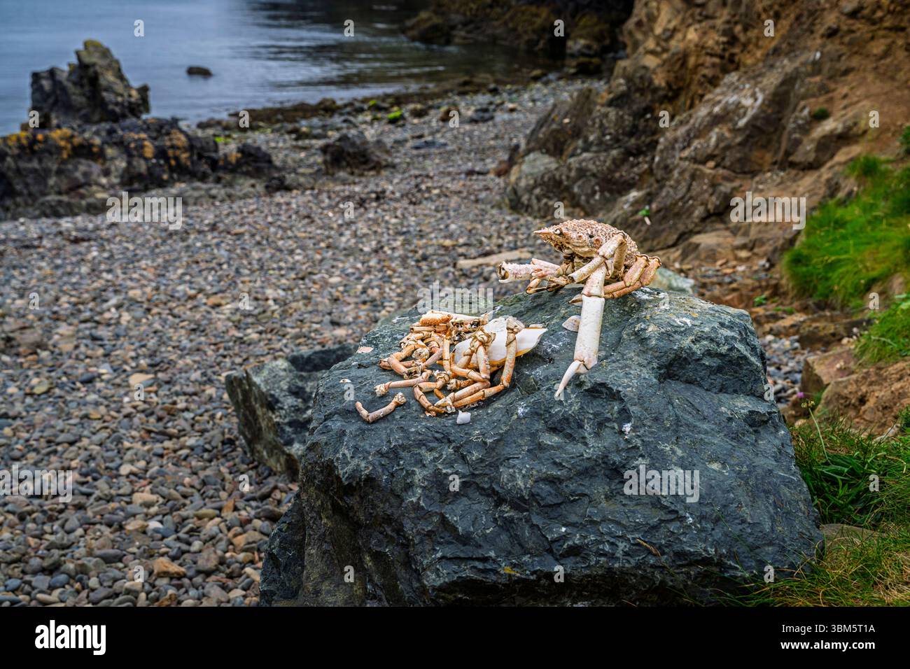 Spider crab carapace arranged on rocks on the beach at Martin's Haven, ferry departure point for Skomer island, Pembrokeshire, Wales, UK Stock Photo