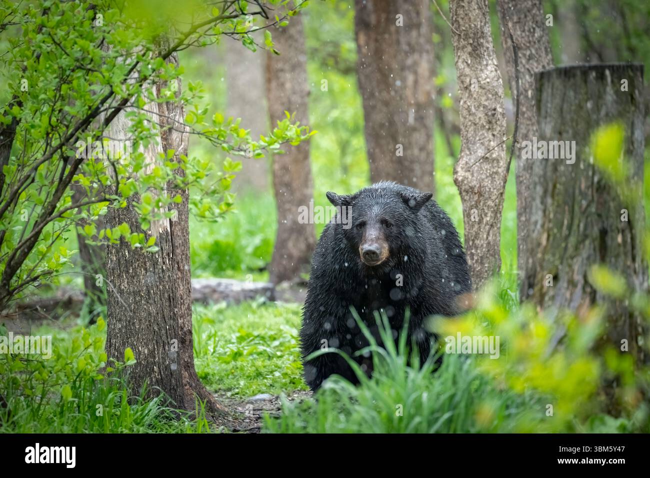 Black Bear Ursus Americanus Eastern North America By Dominique black-bear-ursus-americanus-eastern-north-america-by-dominique