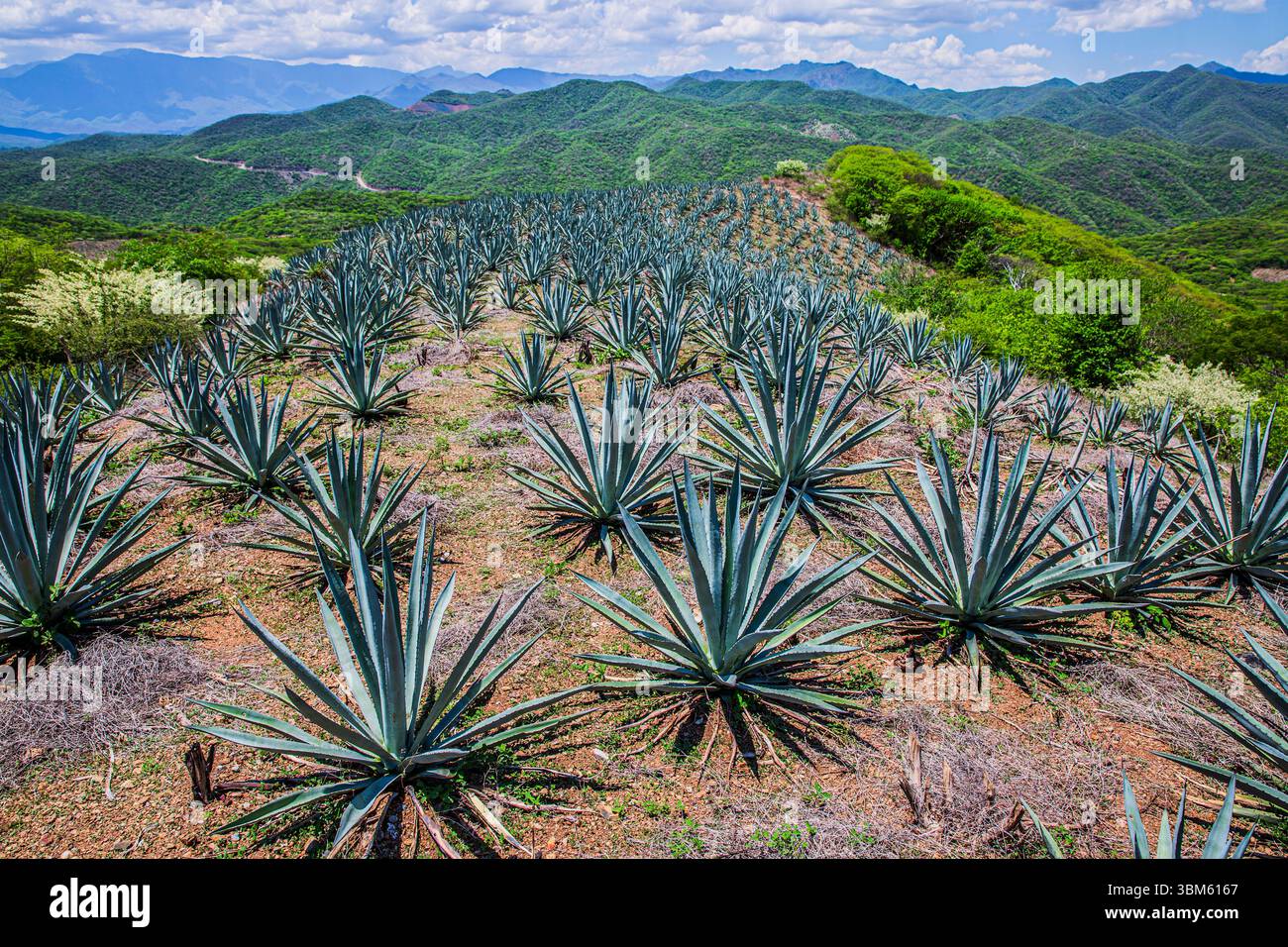 Agave Landscape, Oaxaca, Mexico Stock Photo - Alamy