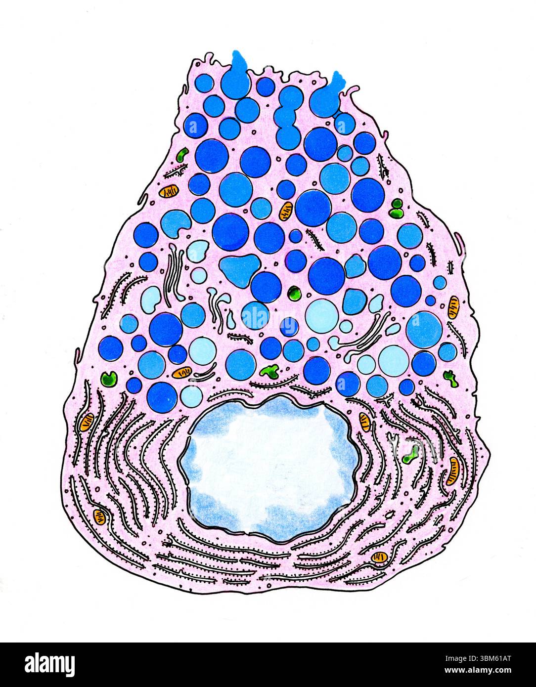 Pancreas acinar cell, illustration. Pancreatic acinar cells synthesise ...