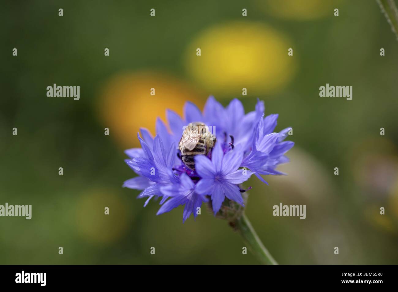 Bee (Apiformes), cornflower (Centaurea cyanus), colourful, macro Stock ...