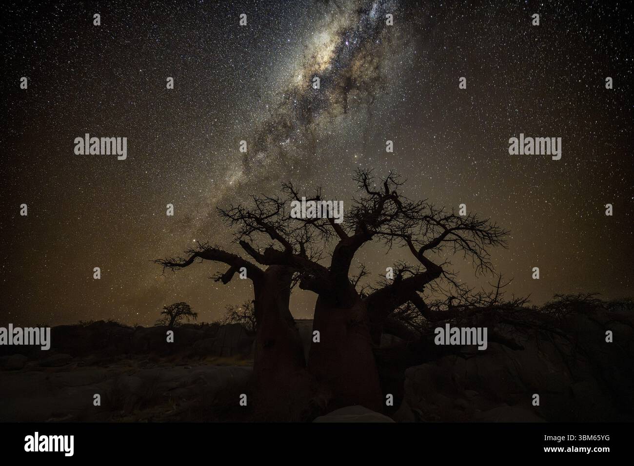 Silhouette of a baobab tree with starry sky and Milky Way, African ...