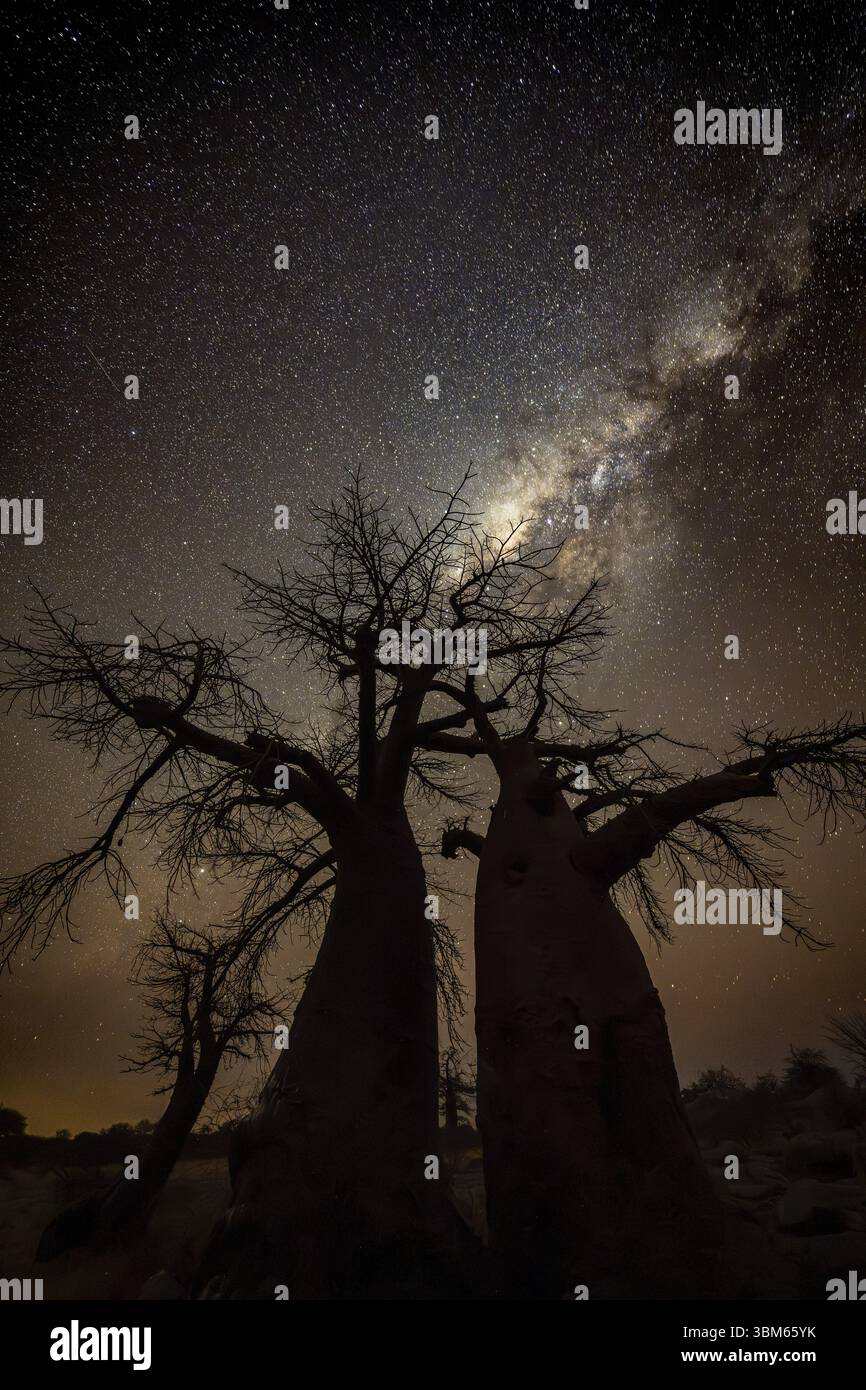 Silhouette of a baobab tree with starry sky and Milky Way, African ...