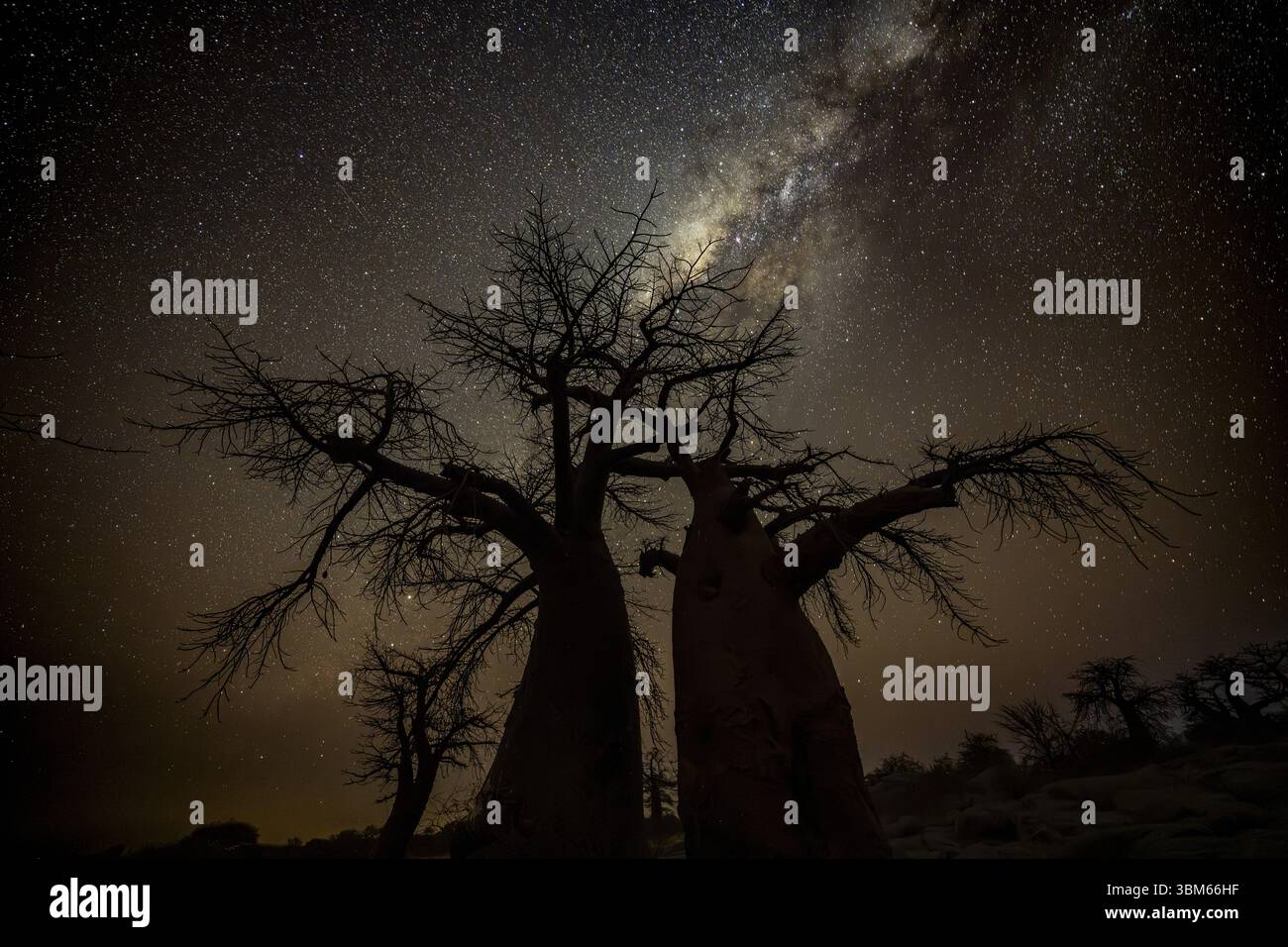 Silhouette of a baobab tree with starry sky and Milky Way, African ...