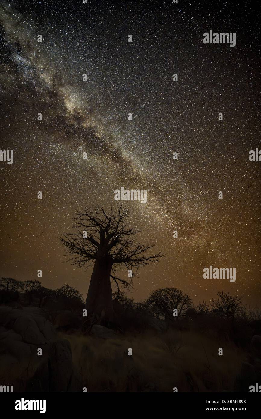 Silhouette of a baobab tree with starry sky and Milky Way, African ...