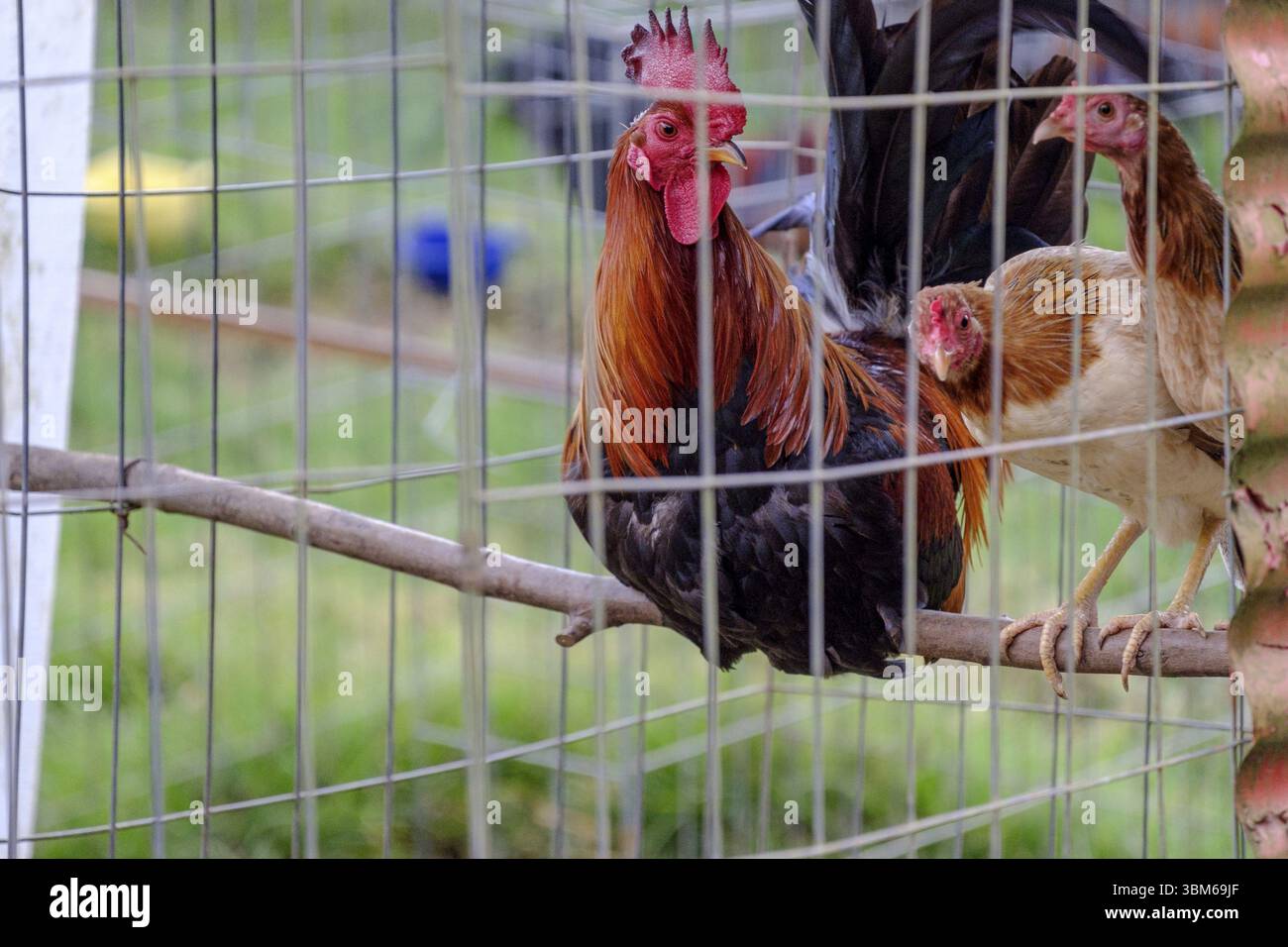 Fight rooster, Hacienda San Antonio, Acul, Quiche department, Ixil ...