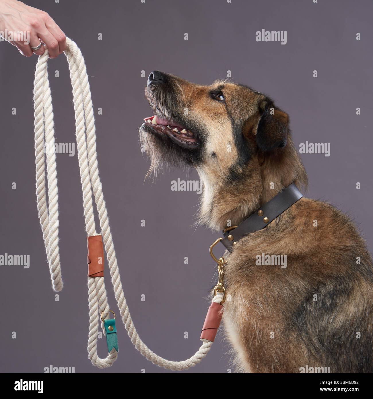 A mixed breed dog looks up at a hand holding a thick rope leash. The dog's alert expression suggests curiosity and anticipation. Stock Photo