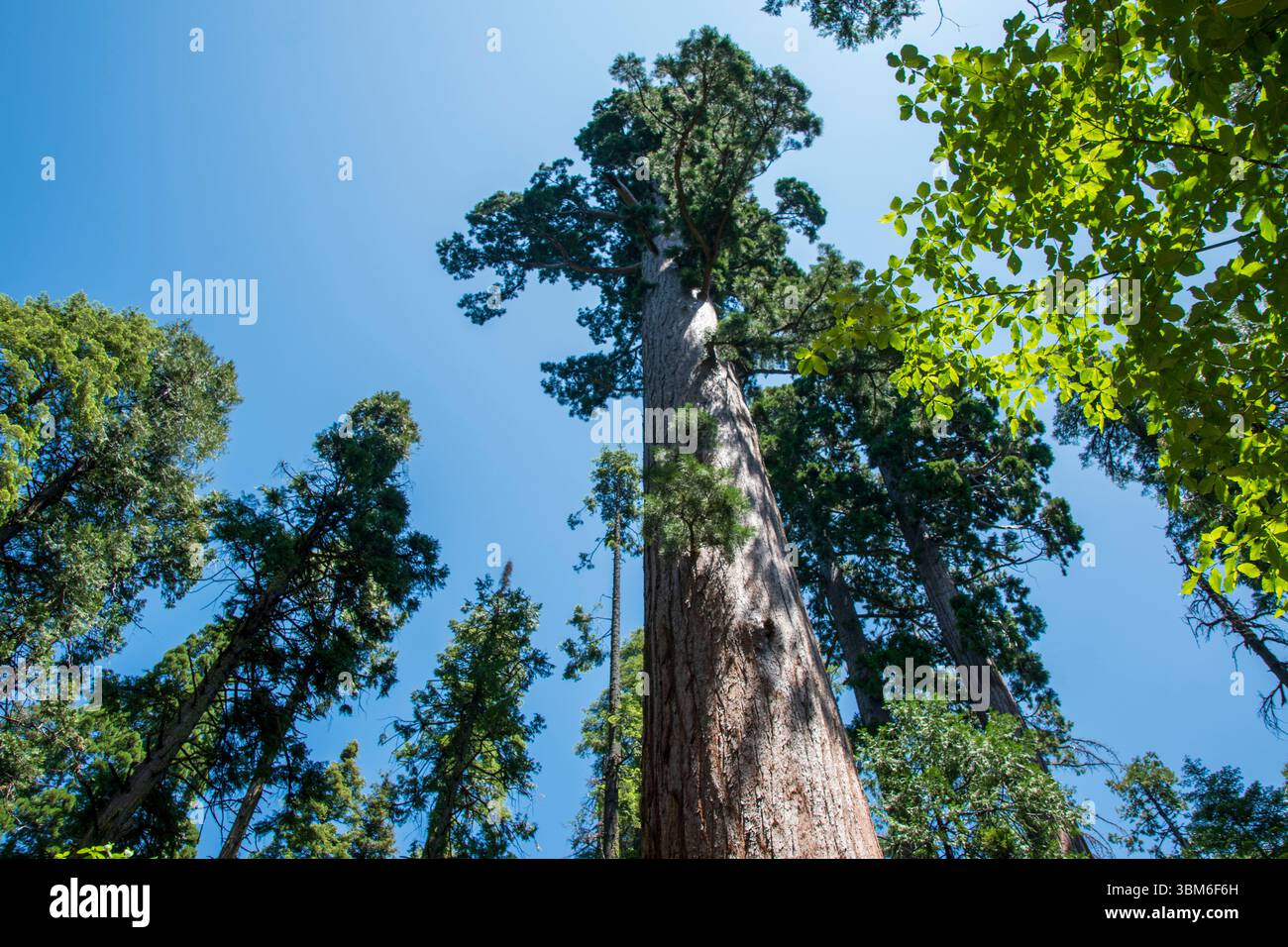Calaveras Big Trees State Park is home to giant sequoia