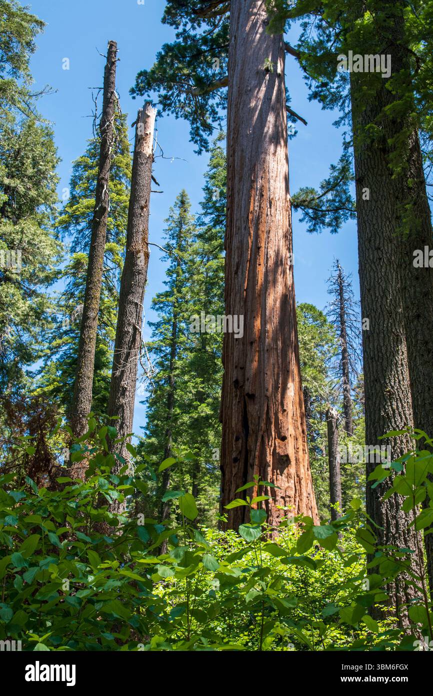 Calaveras Big Trees State Park is home to giant sequoia