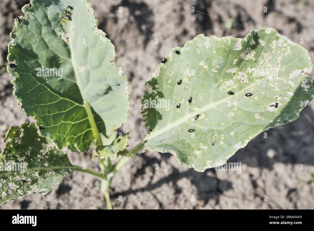 Cabbage leaf infestation by flea beetles on young plant in garden Stock ...