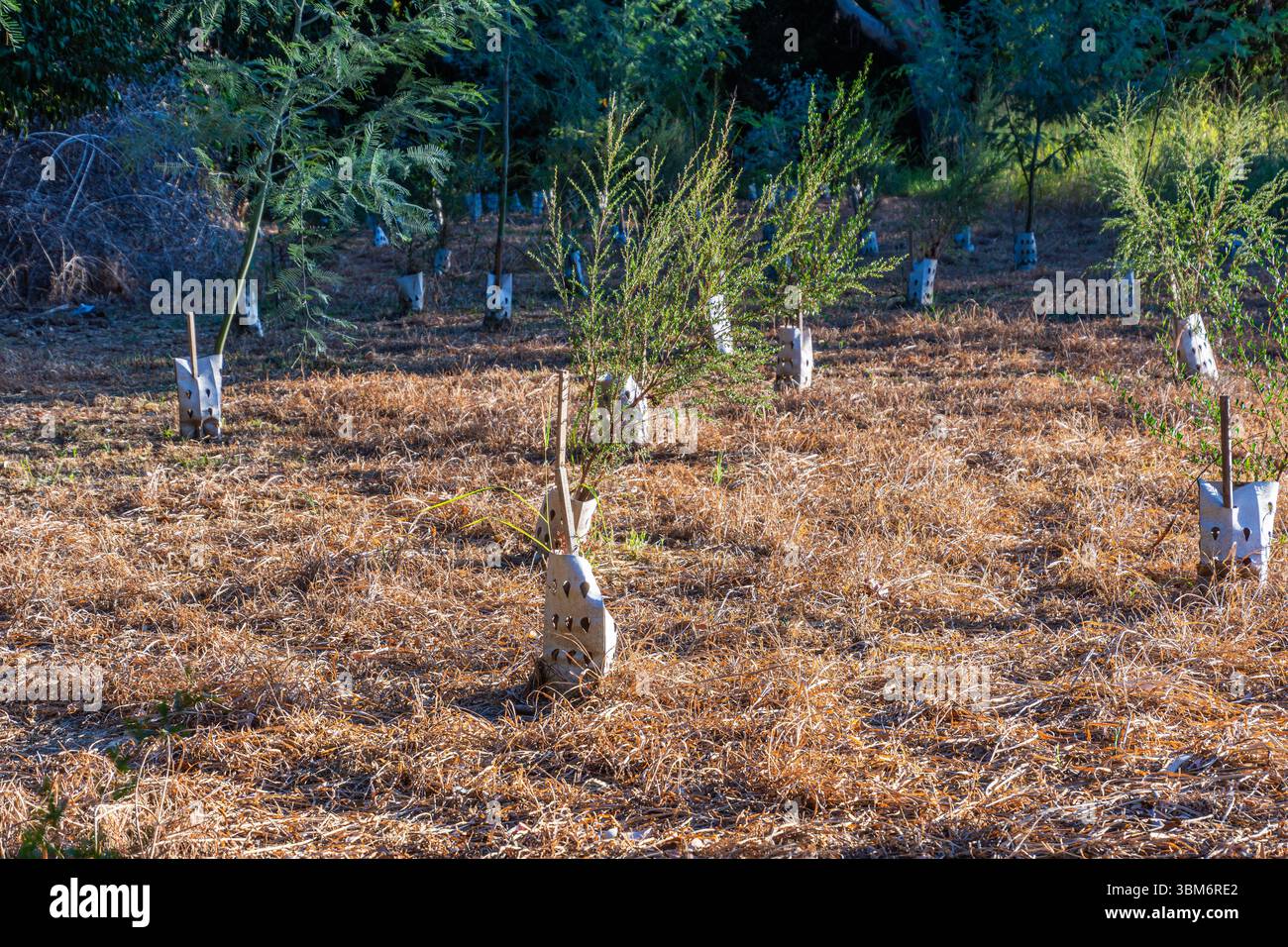 Tree Guards Protect Native Trees as They Grow in an Open Area of a ...