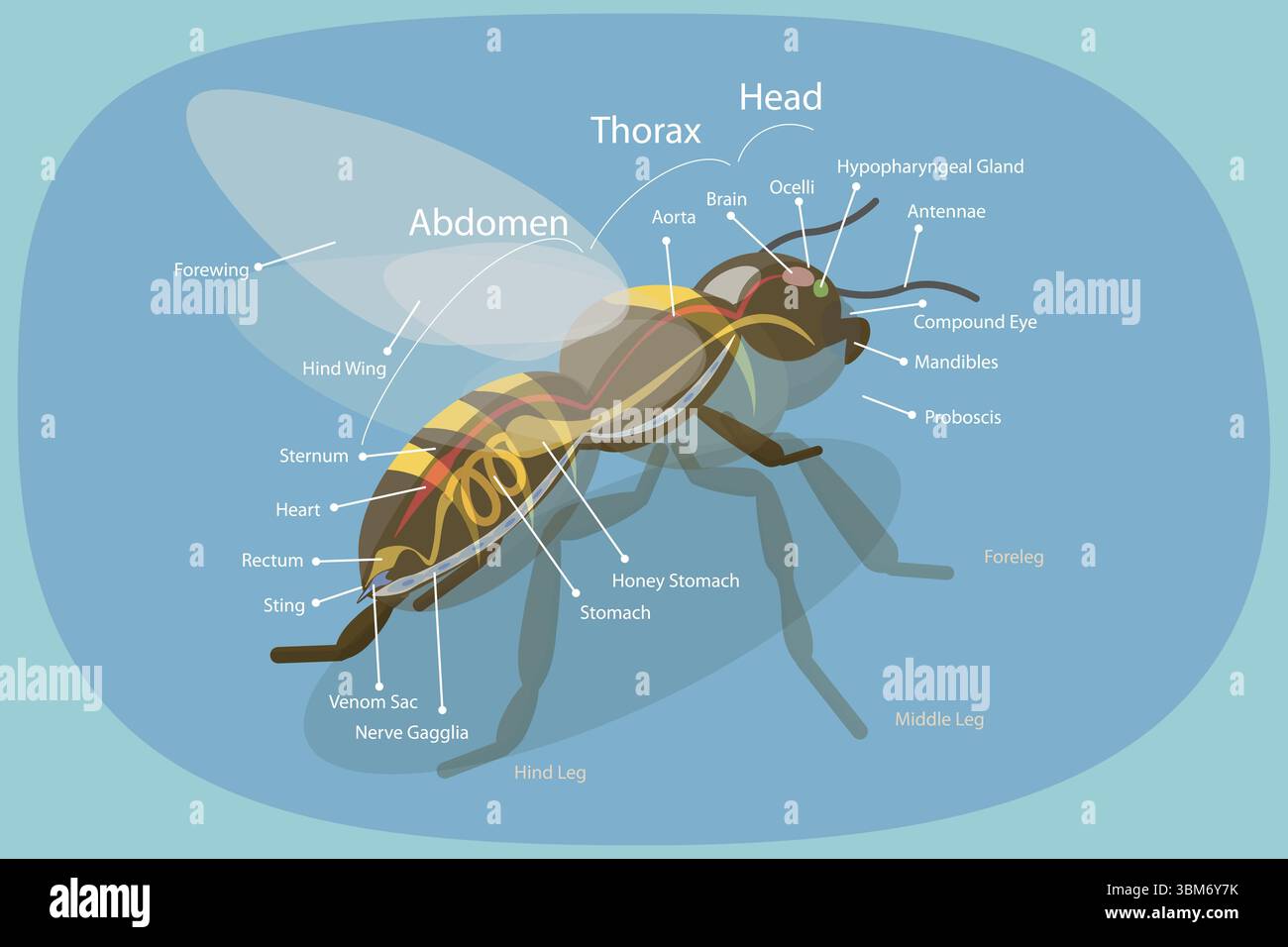 Bee Per Component Component morphology hi-res stock photography and images - Alamy