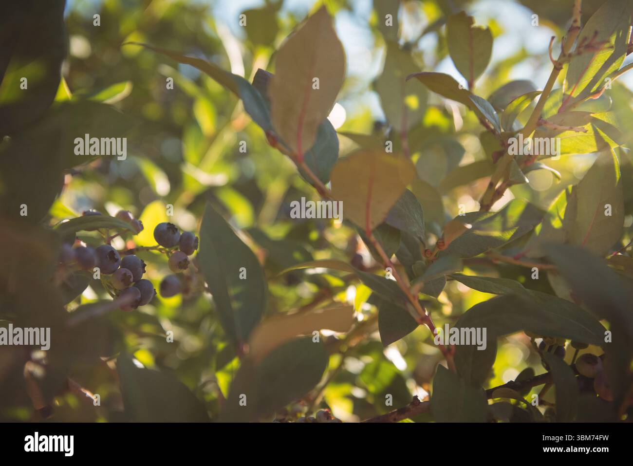 Blueberries growing on plant Stock Photo