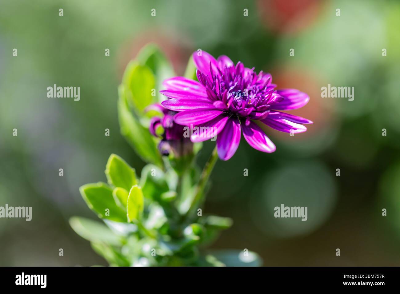 Closeup of a purple Osteospermum flower Stock Photo