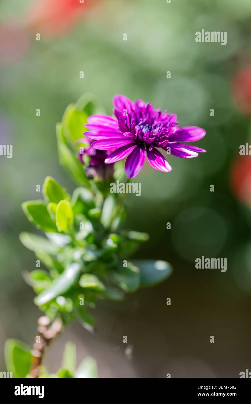 Closeup of a purple Osteospermum flower Stock Photo