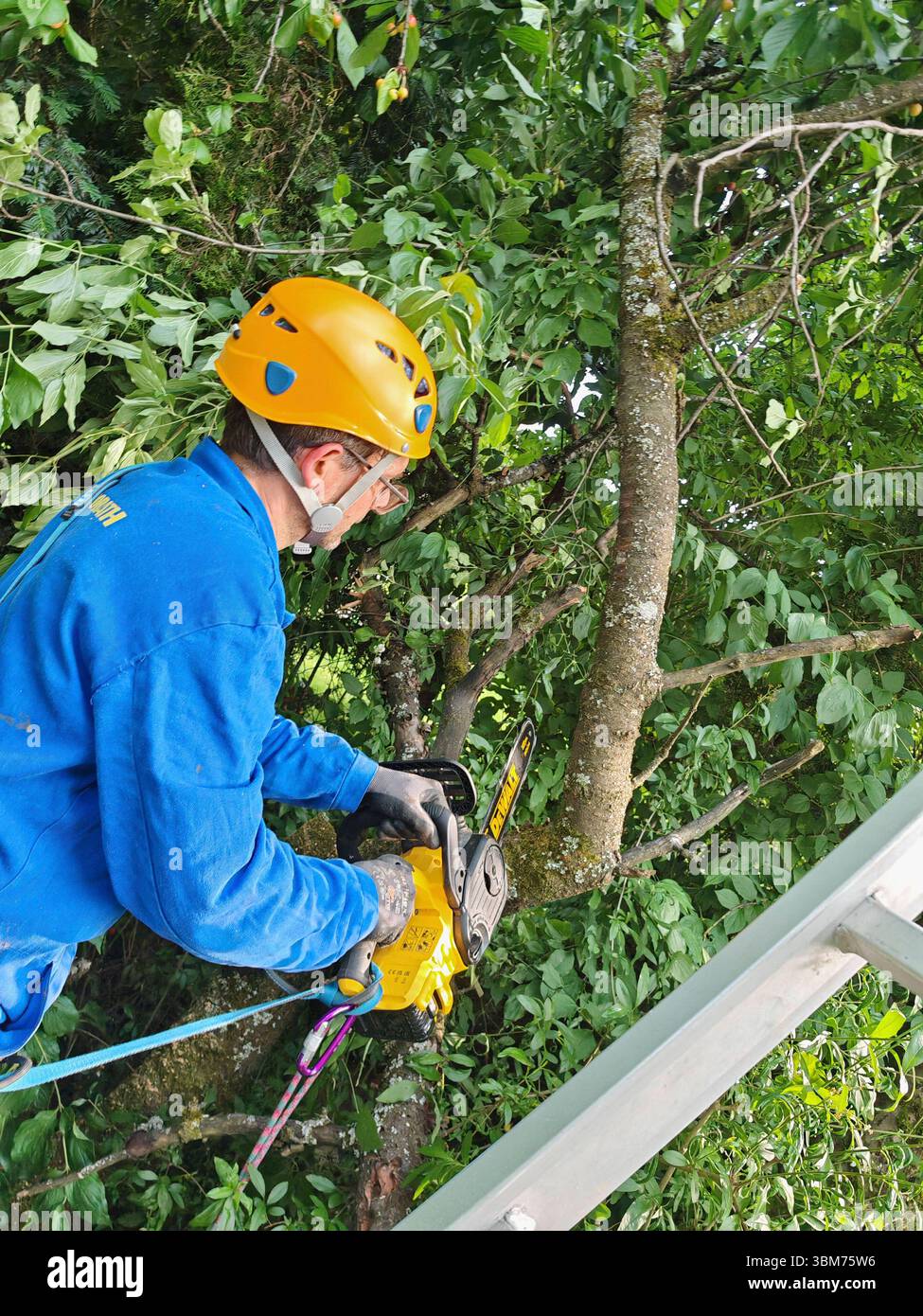 tree cut or tree pruning as part of tree care tree cut, part of tree ...