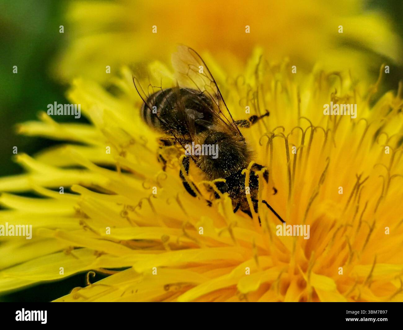 Bee on a yellow flower Stock Photo