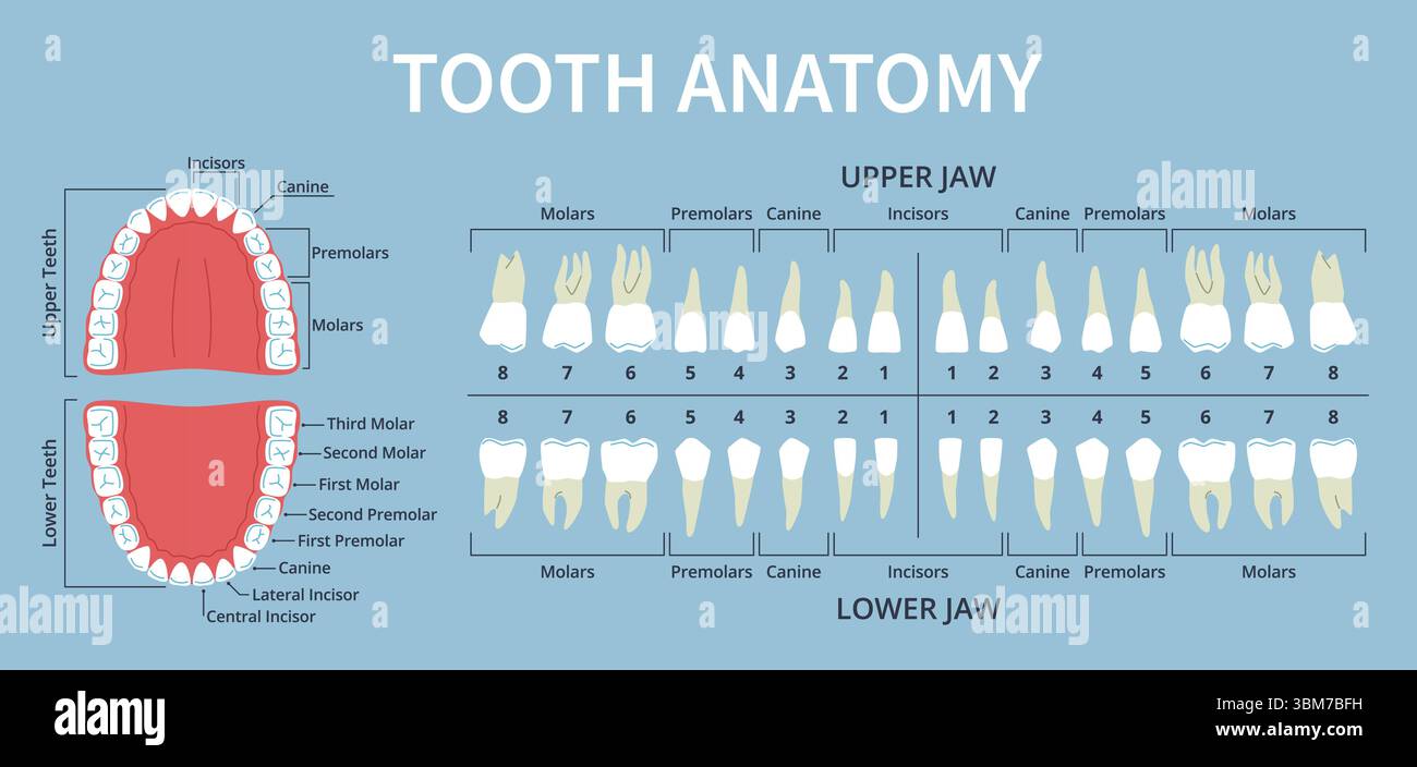 Human Dental Anatomy Elements Teeth Types Lower And Upper Jaws 
