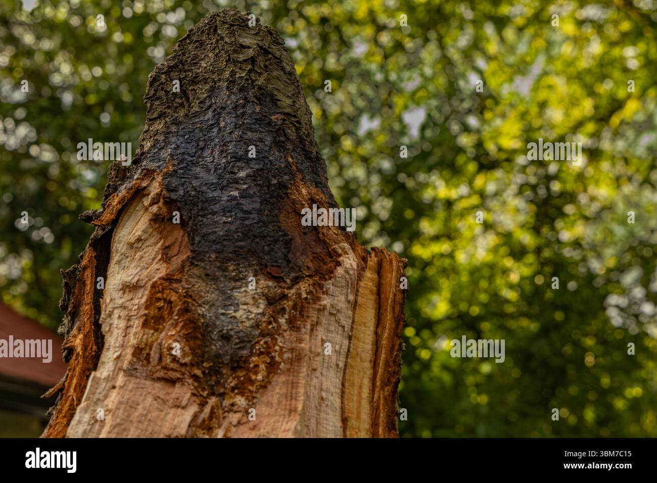 Charred tree after lightning strike during storm and wind storm, damage ...