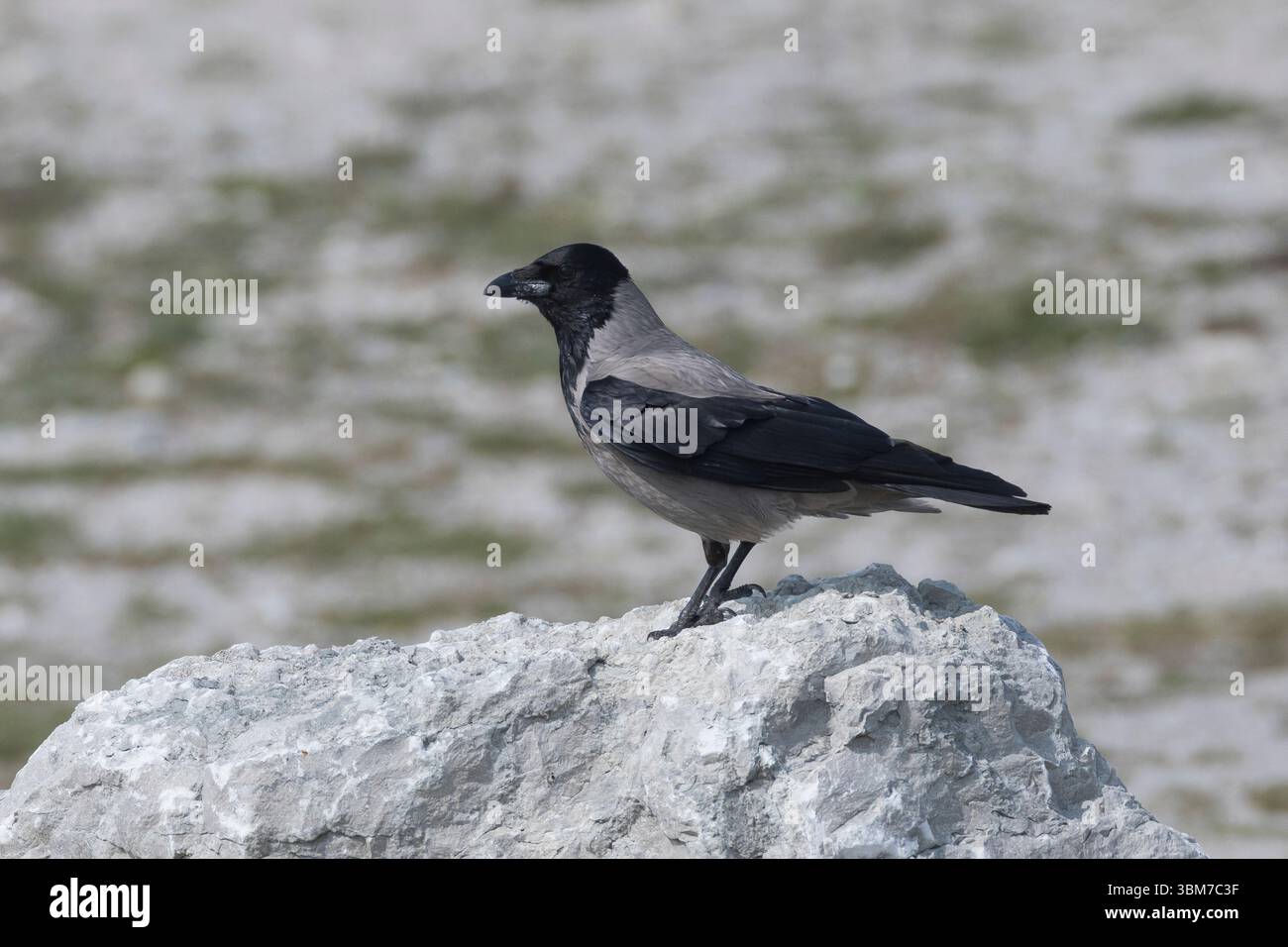Nebelkrähe, Nebel-Krähe, Aaskrähe, Aas-Krähe, Krähe, Corvus cornix, Corvus corone cornix, Hooded crow, Carrion Crow, Corneille mantelée Stock Photo