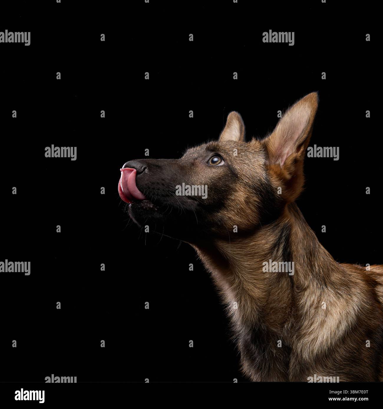 A wolfdog puppy looks up while sticking its tongue out against a black background. The image captures the playful and curious expression. Stock Photo