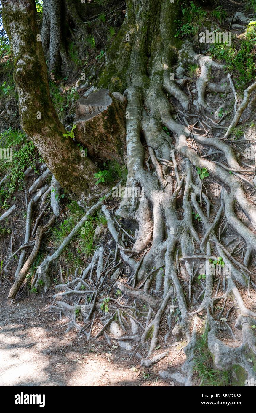 Gnarled roots of a tree in nature Stock Photo - Alamy
