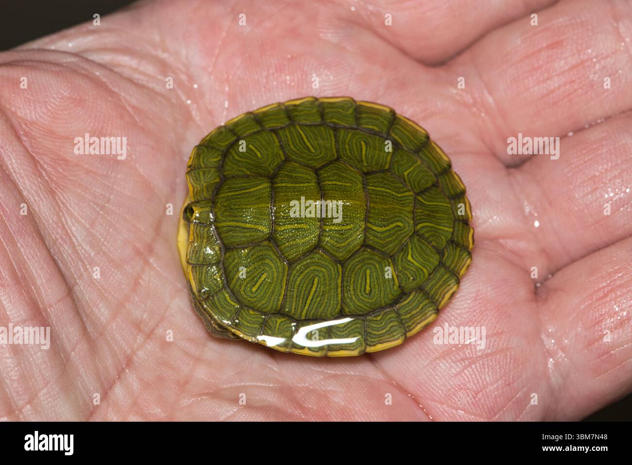 Terapent Shell Hand holding baby Red-eared terrapin turtle Trachemys scripta elegans ...