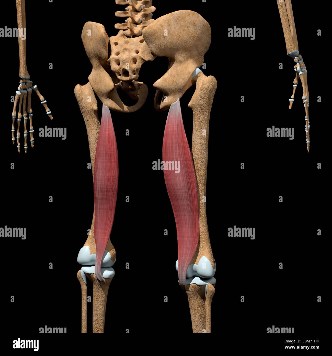 This 3d illustration shows the semimembranosus muscles on skeleton ...