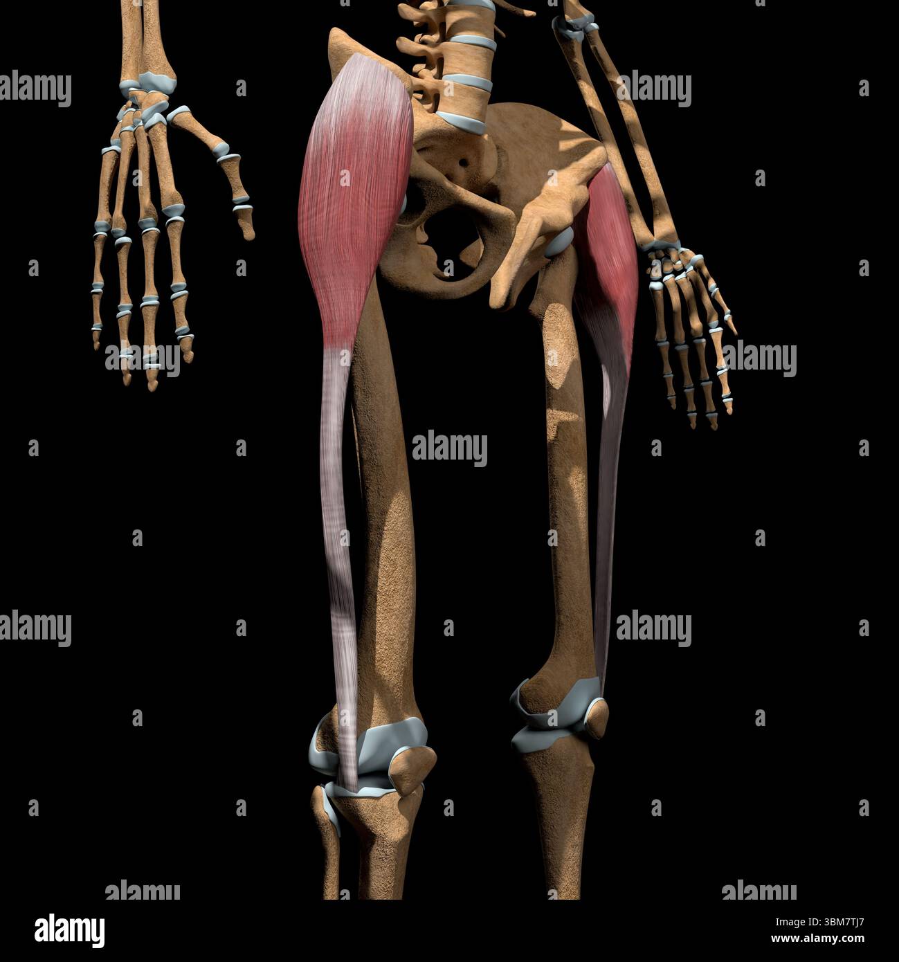 This 3d illustration shows the tensor fasciae latae muscles on skeleton. Stock Photo