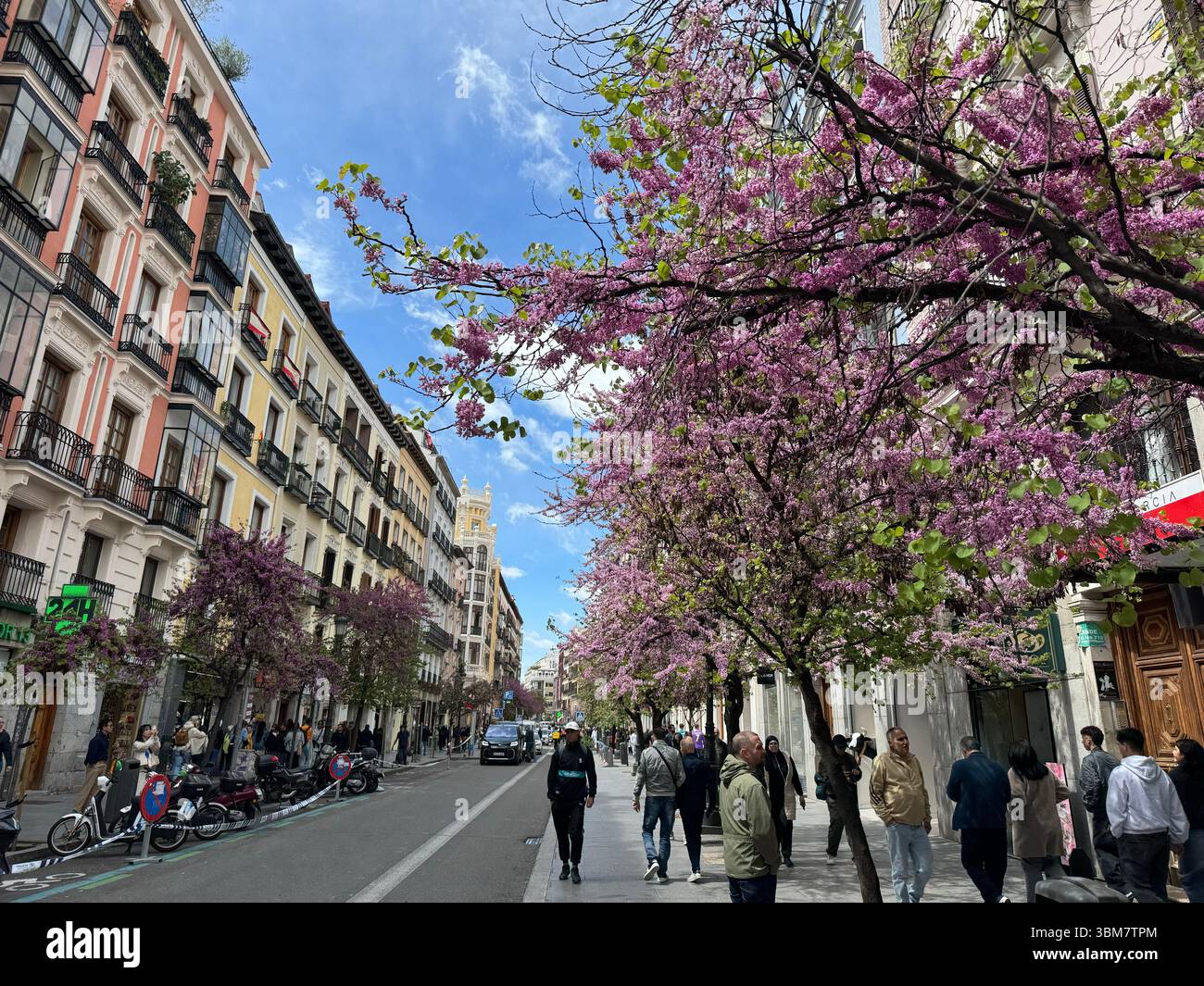 Spring blossom of “Árbol del amor” (Judas-tree) Cercis Siliquastrum) in Calle Mayor, Madrid, Spain - Smartphone Captured Stock Image