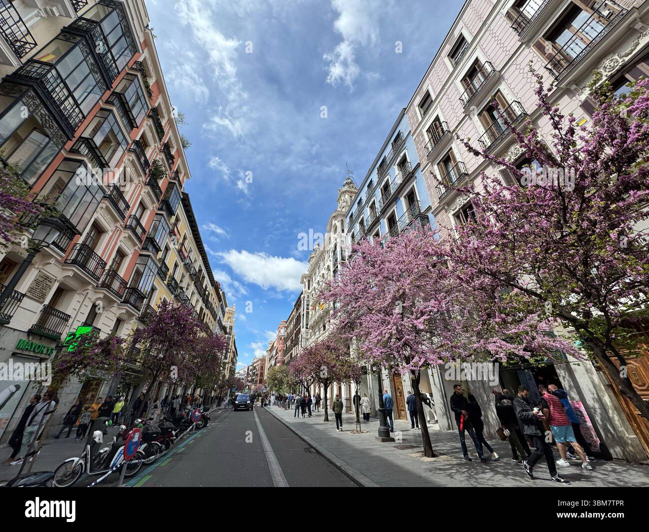 Spring blossom of “Árbol del amor” (Judas-tree) Cercis Siliquastrum) in Calle Mayor, Madrid, Spain - Smartphone Captured Stock Image