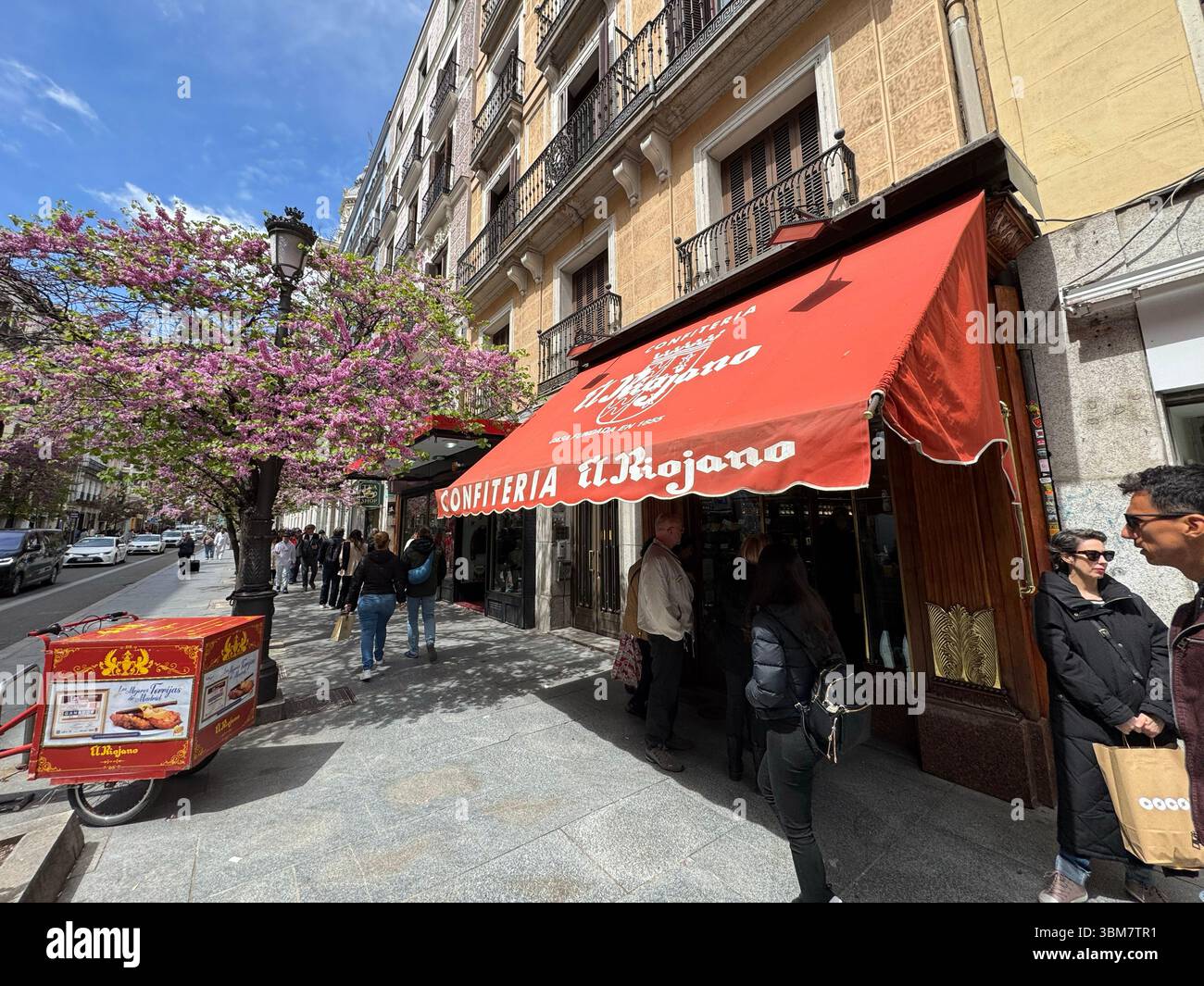 Spring blossom of “Árbol del amor” (Judas-tree) Cercis Siliquastrum) in Calle Mayor, Madrid, Spain - Smartphone Captured Stock Image