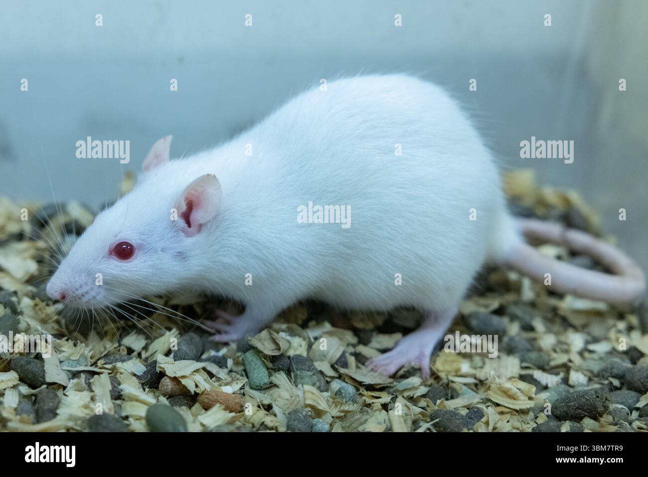 White laboratory rats used in scientific and medical research Stock ...