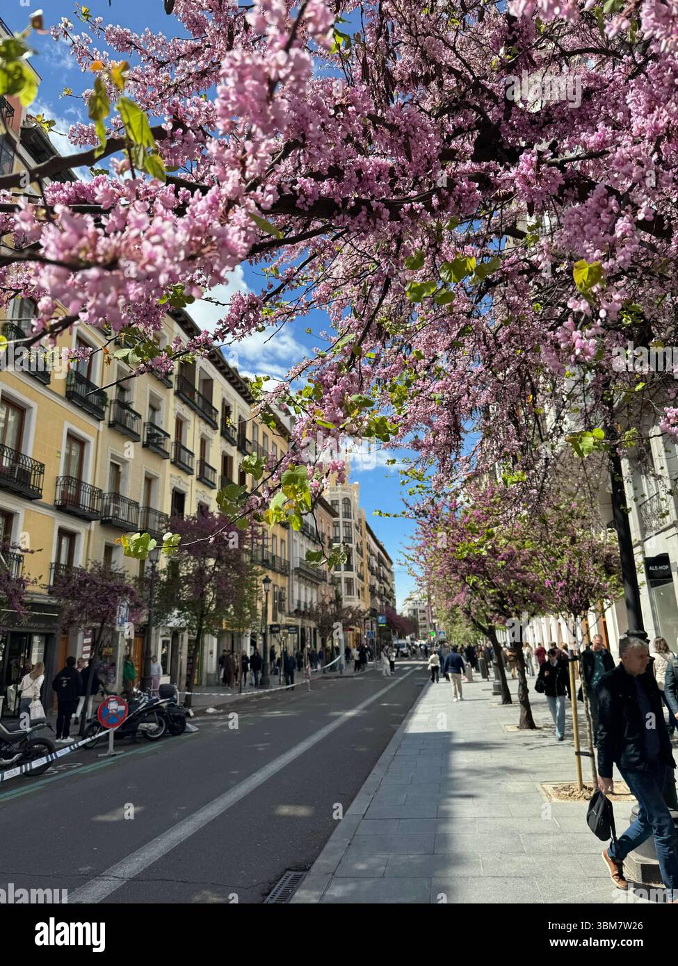 Spring blossom of “Árbol del amor” (Judas-tree) Cercis Siliquastrum) in Calle Mayor, Madrid, Spain - Smartphone Captured Stock Image