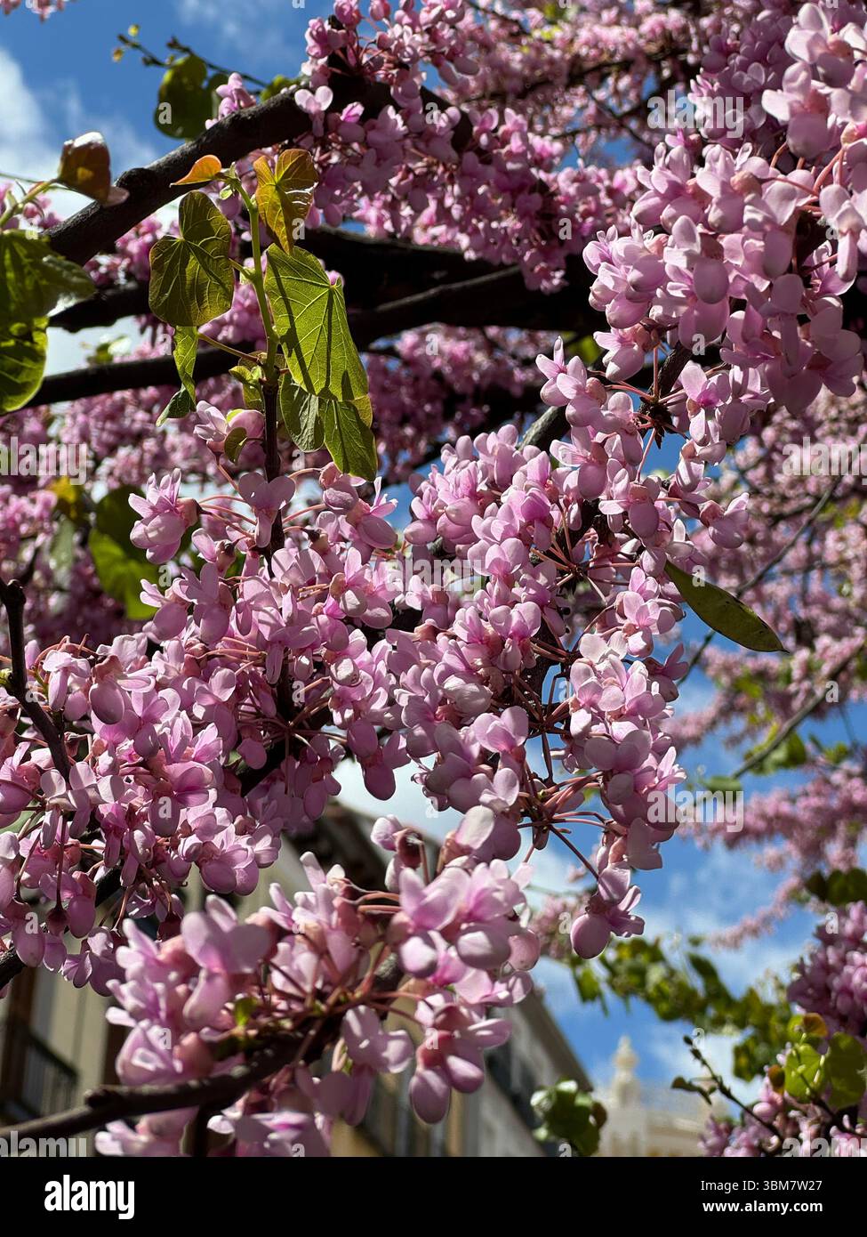 Spring blossom of “Árbol del amor” (Judas-tree) Cercis Siliquastrum) in Calle Mayor, Madrid, Spain - Smartphone Captured Stock Image