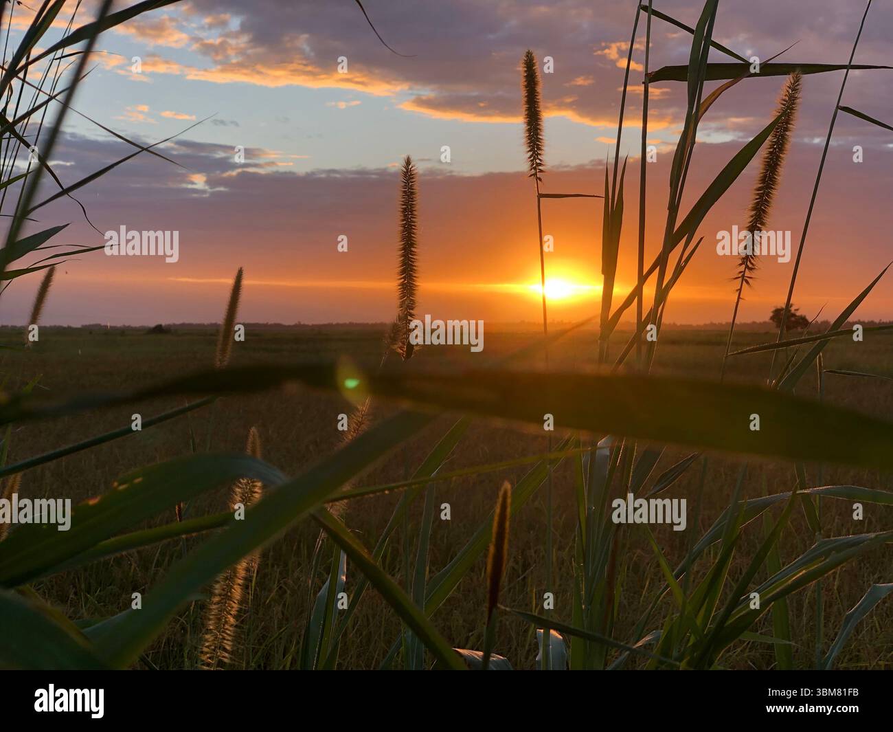 Experience the captivating beauty of nature with this stuning sunset photograph featuringtall grasses silhouetted against vibrant sky. bathed in rich - Smartphone Captured Stock Image